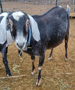mini nubian goats for sale in Co